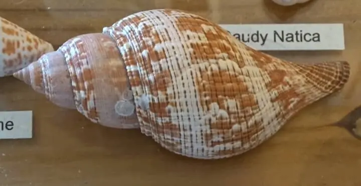 the role of color and texture in seashell identification