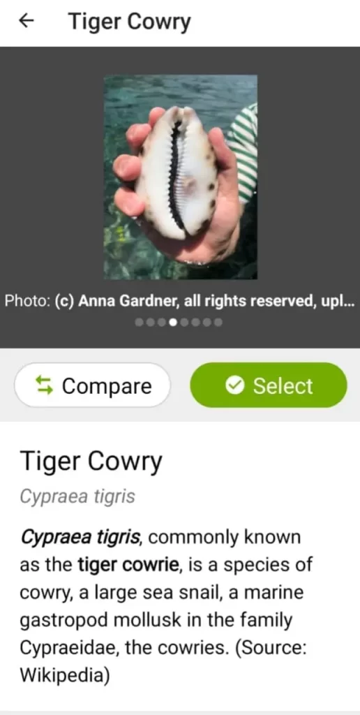 tiger cowry seashell in inaturalist app