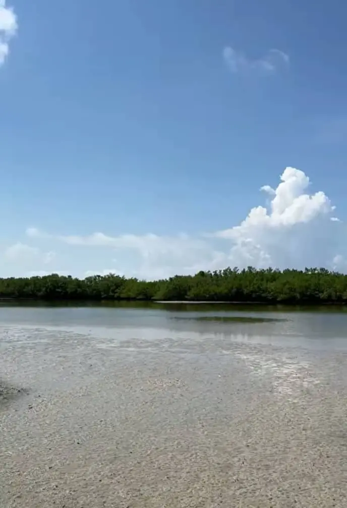 tigertail one of the Best Beaches for Seashells in Florida 