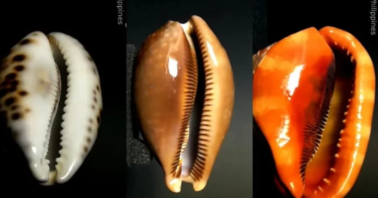 Seashell identification guide