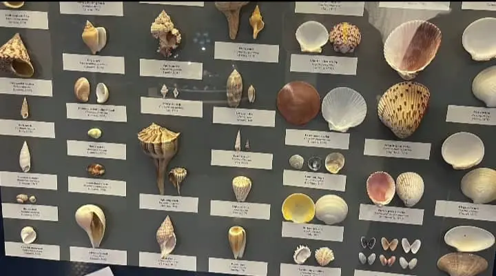 types of seashells we found on beaches