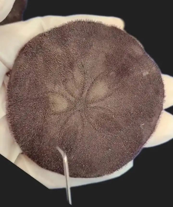 Is it ok to take a Sand Dollar Shell or Sand Dollar Doves from the beach? 