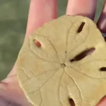 How to Whiten Sand Dollars?