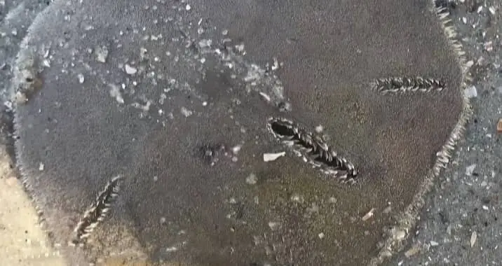  Largest Sand Dollar Found?