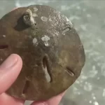 how to clean sand dollars without bleach