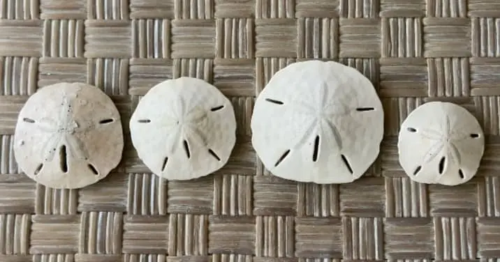 sand dollars Sunlight Bleaching