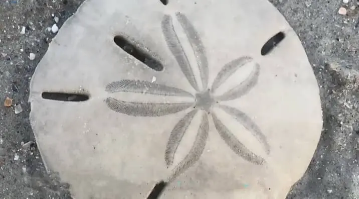  Where Can You Find Sand Dollars?