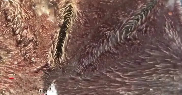 Best Beaches in Florida to Find Sand Dollars