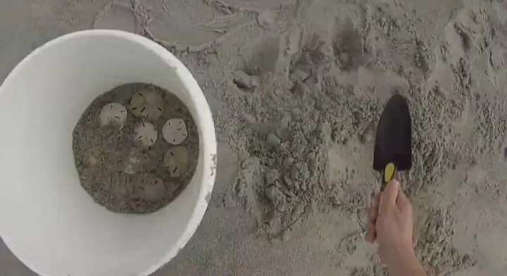  How to Spot Sand Dollar Species