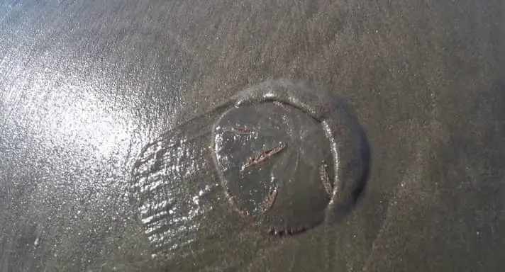  How Sand Dollars Move