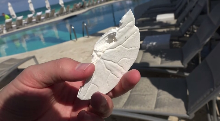 Anatomy of a Sand Dollar