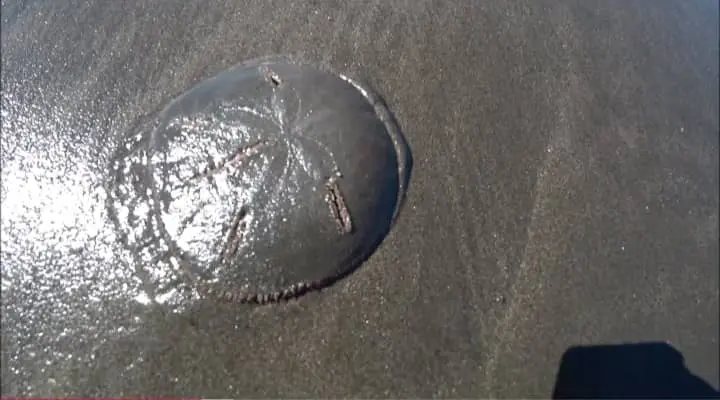 Collecting and Preserving Sand Dollars