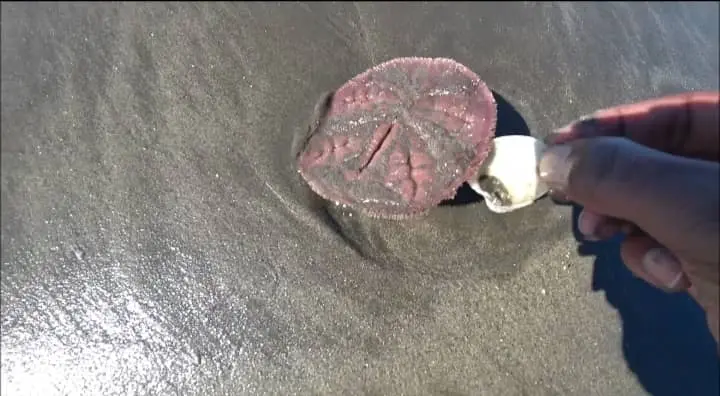 Are There Any Secrets to Finding Sand Dollar?