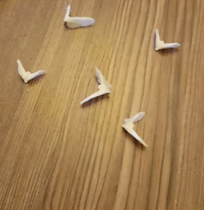 What are Sand Dollar Doves?