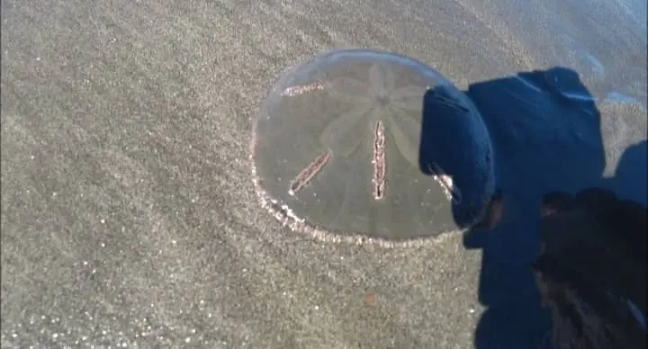 What Are Sand Dollars?