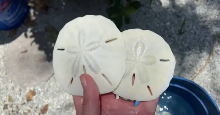layers on sand dollars