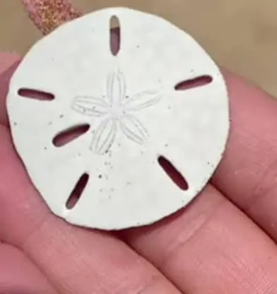 Best Times and Locations for Sand Dollar Hunting