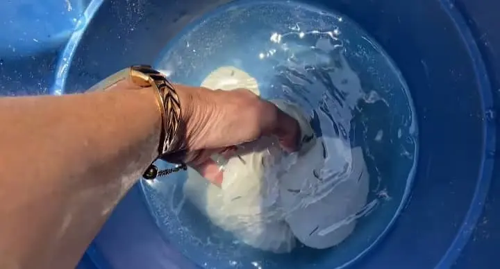 Soaking Sand Dollars in Water