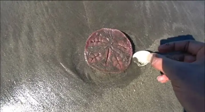 How Do You Find Sand Dollars?