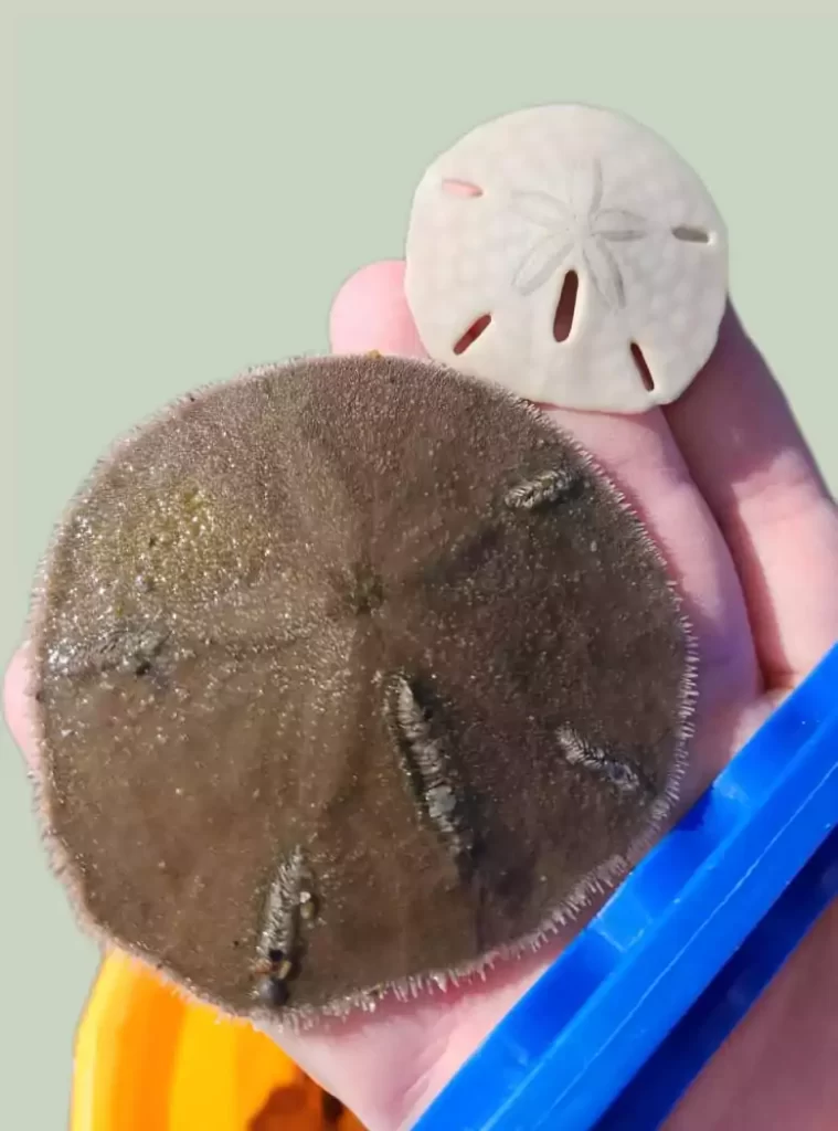 Are Sand Dollars Alive You Find on Beaches?