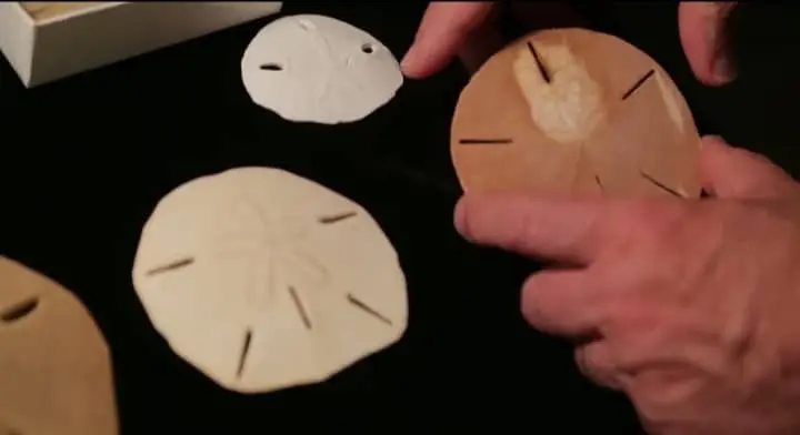 A dead sand dollar white and grey skeleton