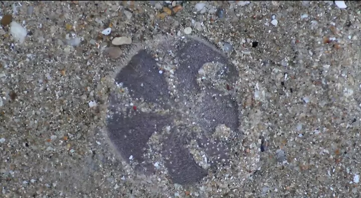 What Does Sand Dollar Alive Look Like?