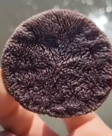 How Long Can Sand Dollars Live Out of Water?