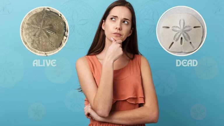 Is a Sand Dollar Alive