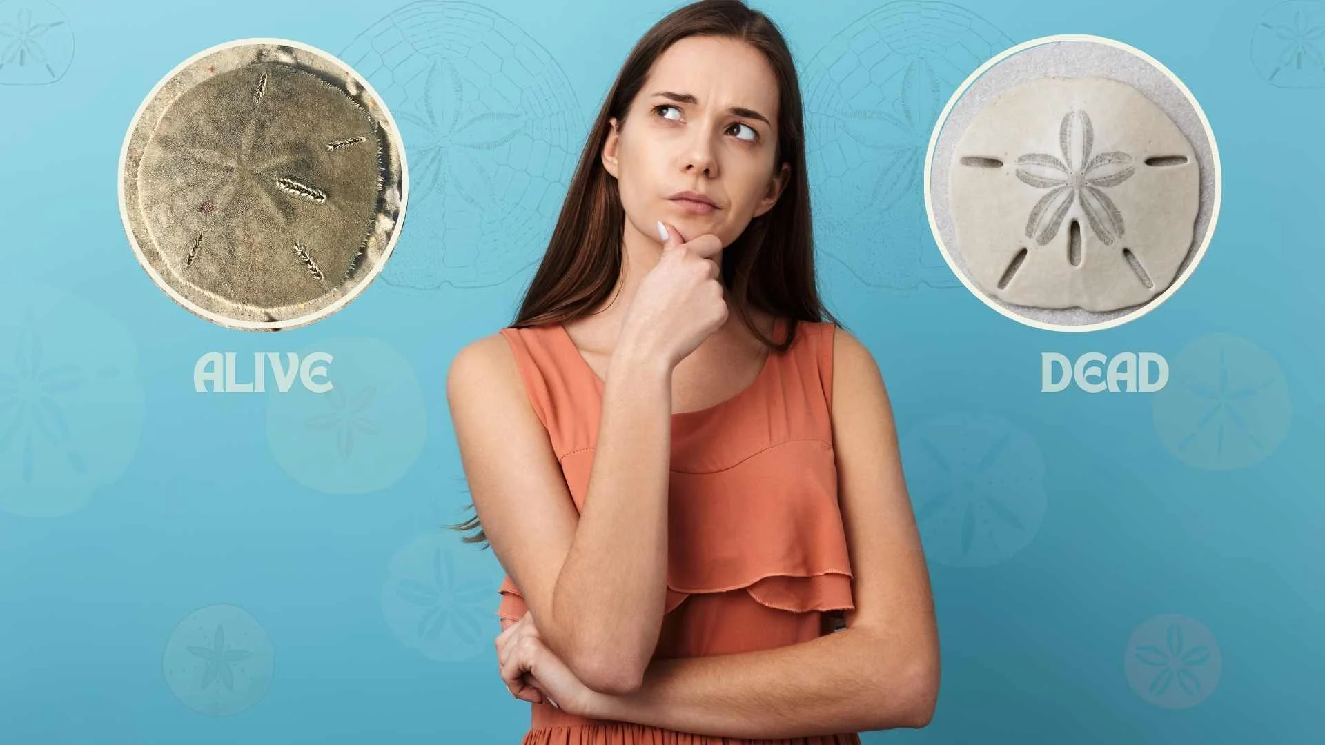 Is a Sand Dollar Alive