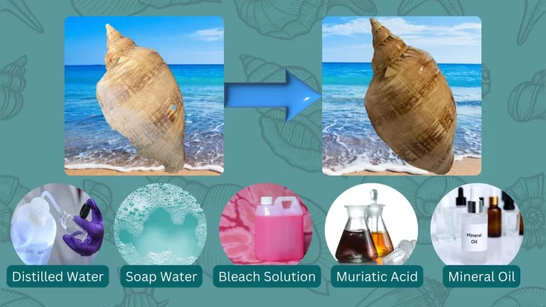 How to Clean Seashells