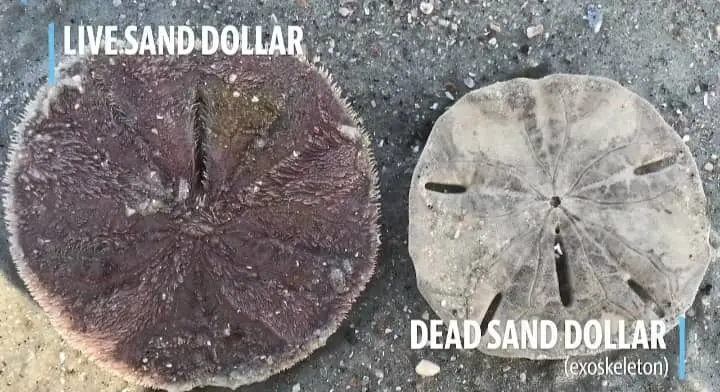 How to Find Sand Dollars