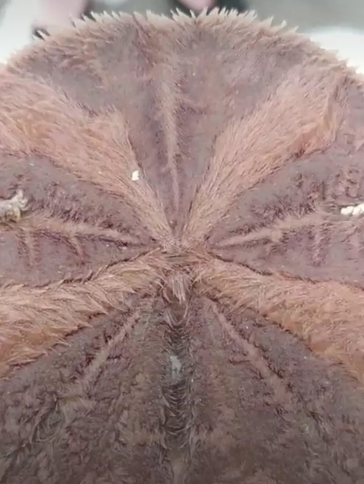 How to Identify Live Sand Dollars on Beaches?