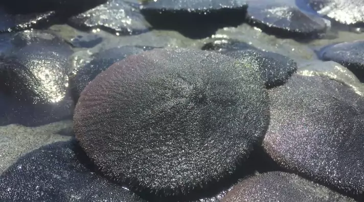 How to Tell the Difference Between a Live and Dead Sand Dollar?