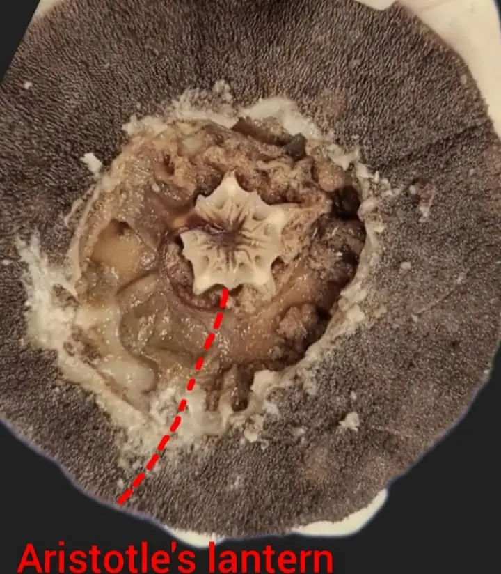 Aristotle's lantern of sand dollar