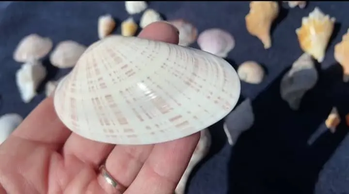 beautiful cleaned seashell