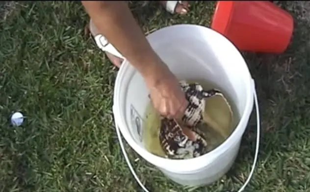 Seashells Dipping In Bleach