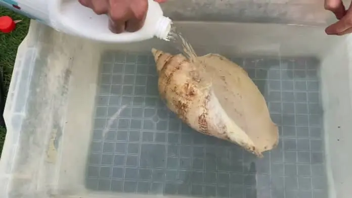 Bleach solution for seashells