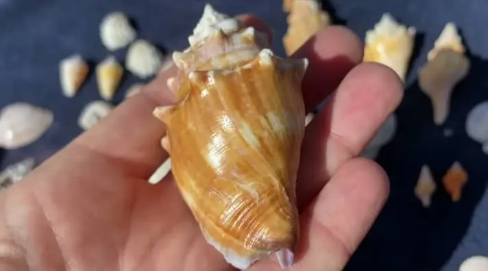conch shell