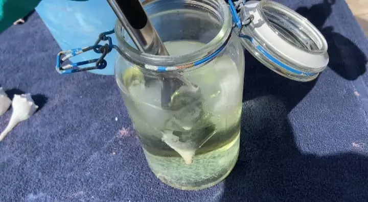 dipping seashell into acid (1)