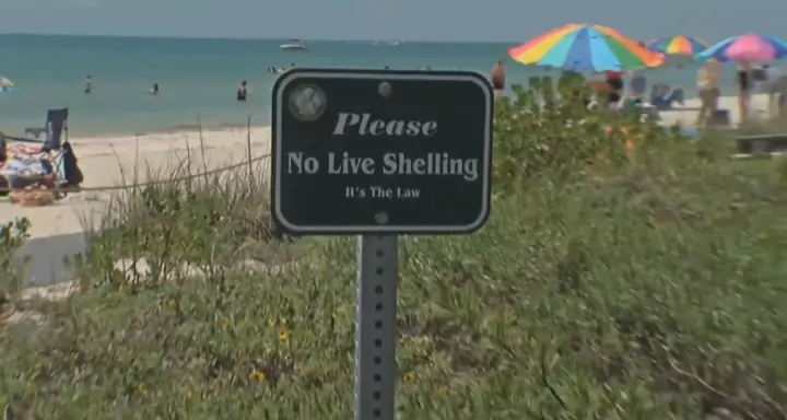 A signboard on a seashore stating please no live shelling