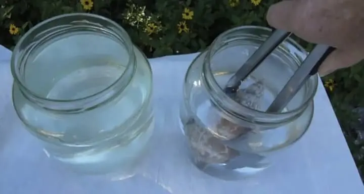 glass jars for seashells cleaning
