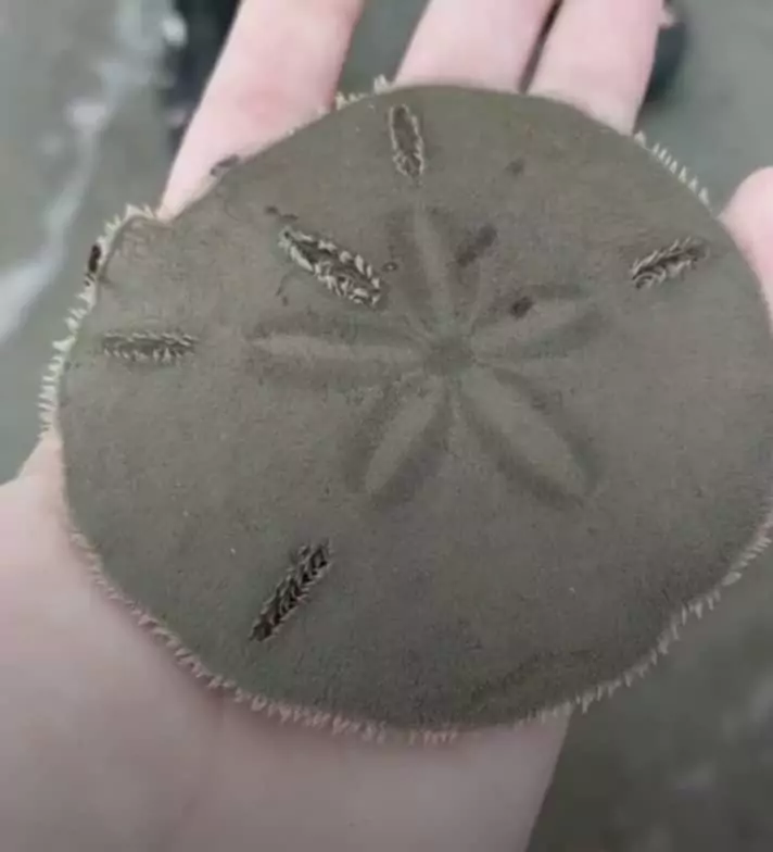 How Long Does a Sand Dollar Alive?