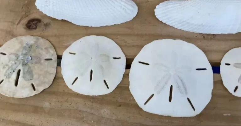 how to clean sand dollars