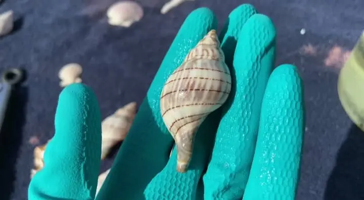  How to Clean Seashells so Only the Iridescent Pearl Remains