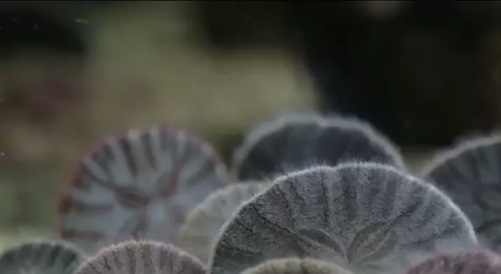 life cycle of a sand dollar