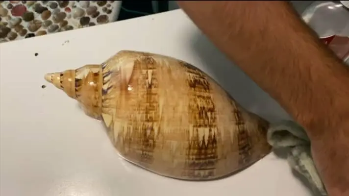 oil to seashell