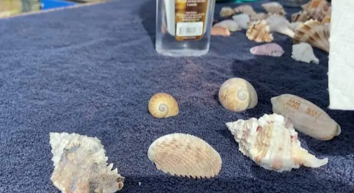oiling seashells