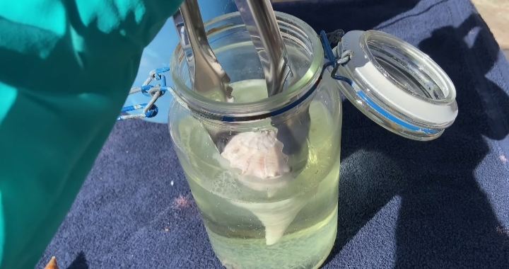 acid treatment for seashells