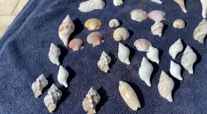 shells