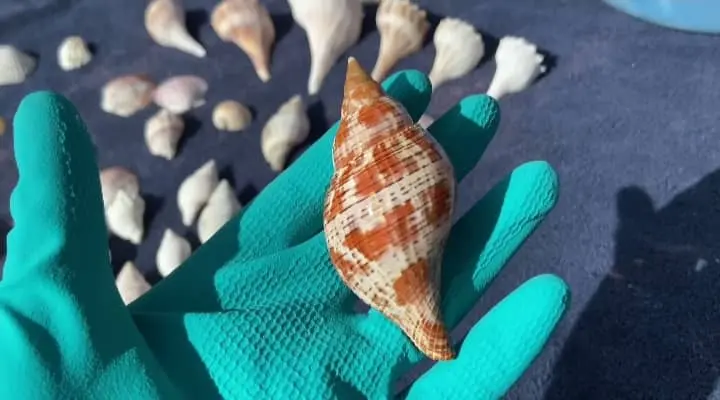 cleaned seashell